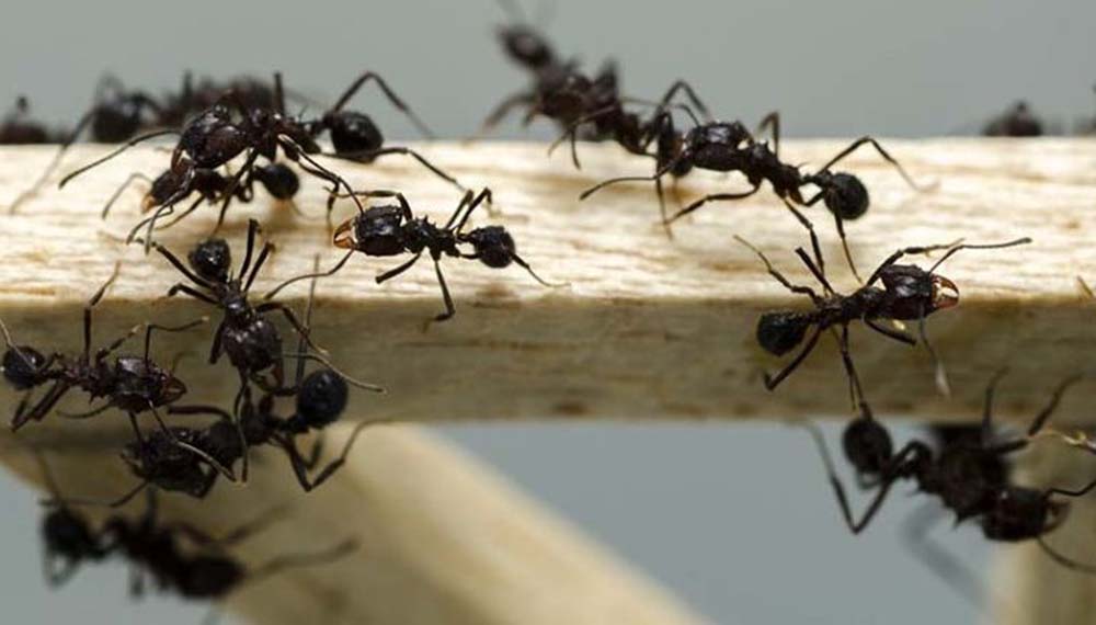 hormigas