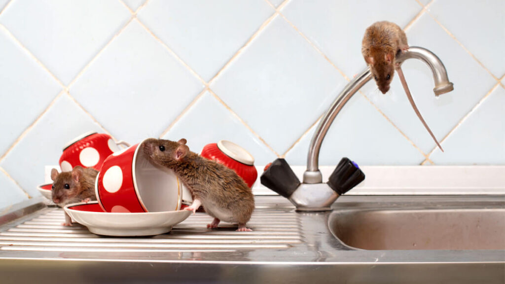 ratas